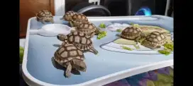 Kura Kura Sulcata 5 Cm Up