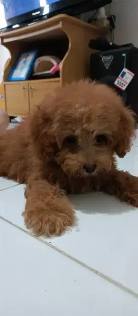 Jantan red poodle