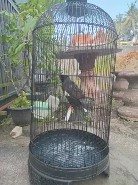 Burung jalak kebo
