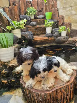 3 female puppies Maltipoochon