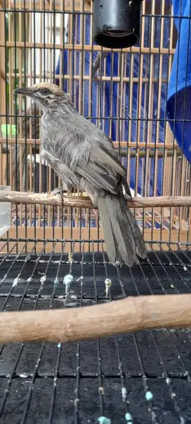 Cucak rowo usia 3 dan 4 bulan