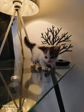 Kucing Kitten Persia Jantan