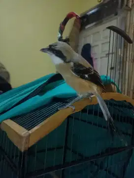 Pentet/cendet mutasi pastol