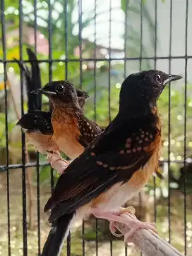 Murai Batu Jaminan Jantan