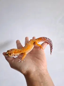 Hewan Gecko Emerine PH T