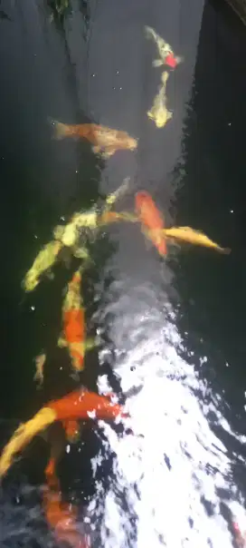 Ikan koi anakan import