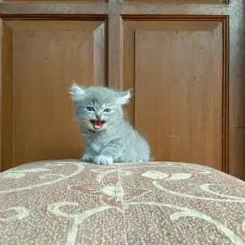 BSH × MUNCHKIN 2.5 BULAN