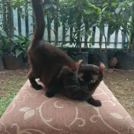 AMERICAN CURL PREGNANT