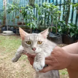MUNCHKIN 11 BULAN