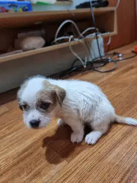 Anak anjing Jack Russell