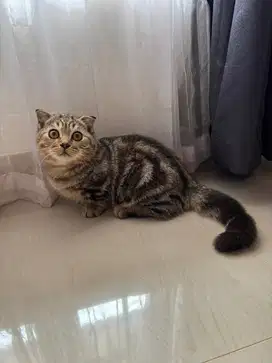 Kitten BSH Sf munchkin