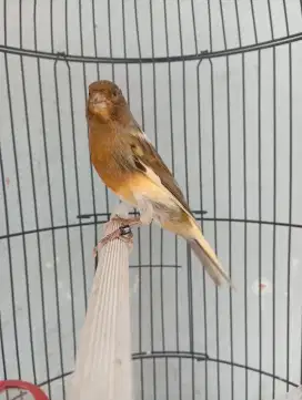 Burung kenari rajin Bunyi  nyusun lagu Pake ring