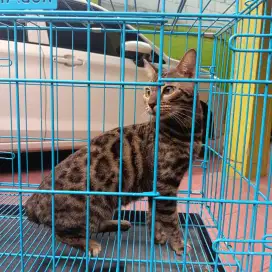 B3NGAL BETINA 1 TAHUN
