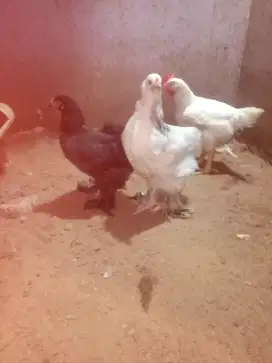 Ayam Brahma sepasang