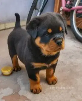 DIJUAL ANAK ANJING ROTTWEILER