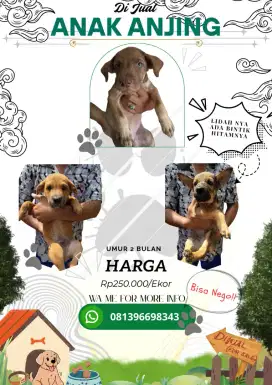 Anak Anjing Dijual