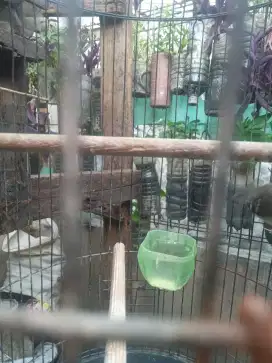Kacer trotol jantan