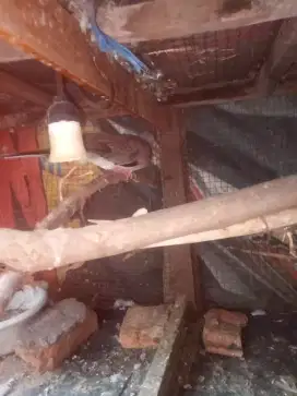 Sepasang kenari ijo botol