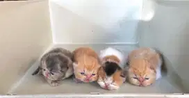 Kitten Peaknose Extreme line ped (open booked)