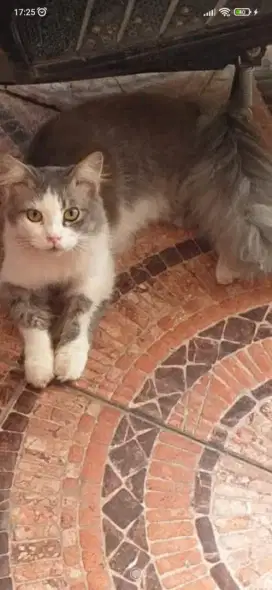 Kucing Persia jantan