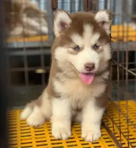 DIJUAL ANAK ANJING SIBERIAN HUSKY