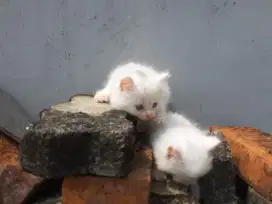 Jual kitten persia pure flatnose betina jantan