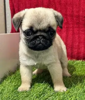 DIJUAL ANAK ANJING PUG