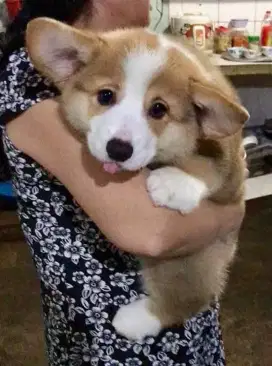 DIJUAL ANAK ANJING CORGY