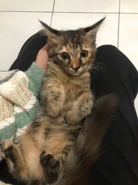SEPASANG ANAK KUCING 3 BULAN MIX ANGGORA