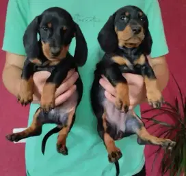 DIJUAL ANAK ANJING TEKEL/DACHSHUND