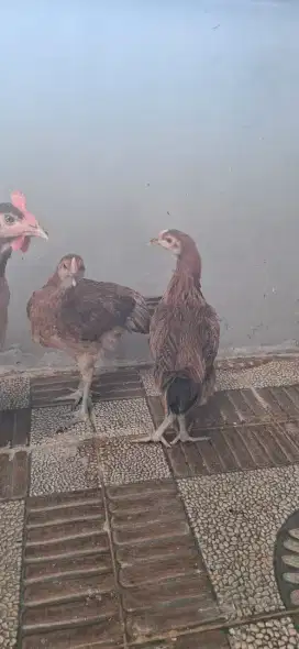 Ayam pelung usia 2,5 bulan