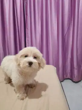 Dijual Maltipoo