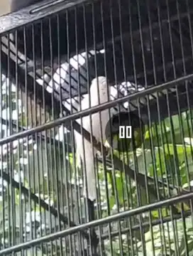 Kenari pocong loper bunyi