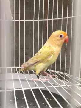 Lovebird Aqua Pf fullset