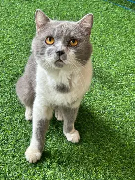 Kucing bsh british shorthair british short hair
