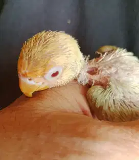 Lovebird lolohan PB PF love bird mata merah