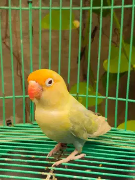 Lovebird Pf Gren series
