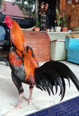 Ayam BkxMangon wiring kuning