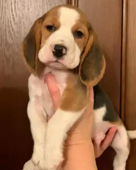 DIJUAL ANAK ANJING BEAGLE