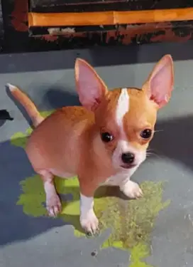 Chihuahua Betina Anakan