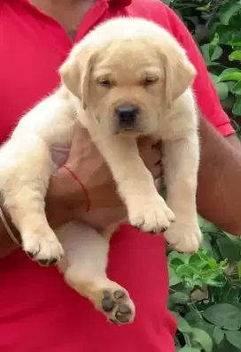 DIJUAL ANAK ANJING LABRADOR RETRIEVER