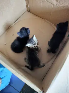 Kucing persia mixdom