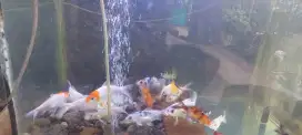 Koi Blitar Murah