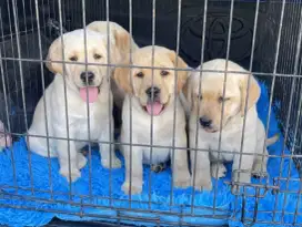 DIJUAL ANAK ANJING LABRADOR RETRIEVER