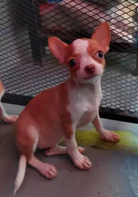 Chihuahua Betina Anakan