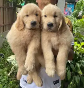 DIJUAL ANAK ANJING GOLDEN RETRIEVER
