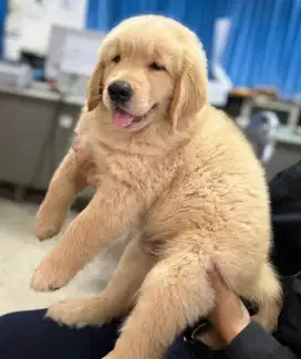 DIJUAL ANAK ANJING GOLDEN RETRIEVER