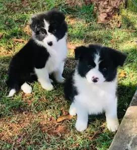 DIJUAL ANAK ANJING BORDER COLLIE