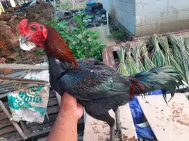 Jual ayam Bangkok khoyngon