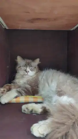 Kucing jantan 3 tahun